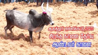 ஆலத்தூர் ஜல்லிக்கட்டில் 2023 சிறந்த  முதல் காளை ஆண்டவர் காளை தேர்வு.