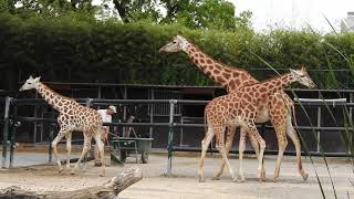 ロスチャイルドキリンとグラントシマウマの群れ Rothschild Giraffe \u0026Grant Zebra 2020 0703