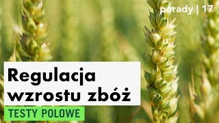 Regulacja wzrostu zbóż – testy polowe