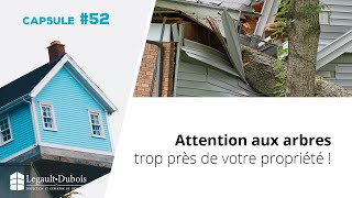 Chronique habitation #52 | Faites attention aux arbres trop près de votre maison