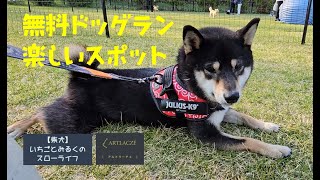 【柴犬】いちごとみるくのスローライフ　この芝生は最高！と柴犬は申しております　JAPAN {[SHIBA-INU]　＃柴犬　＃柴犬の日常　＃北広島市　＃アルトラーチェ　＃ドッグラン