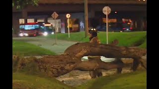 Árbol caído causó caos en la autopista Norte de Bogotá - Ojo de la noche