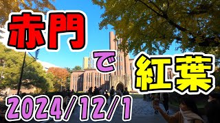 【東京大学＆明治神宮外苑の銀杏並木】2024/12/01#Tokyo Univ.\u0026Meiji Jingu Outer Garden Ginkgo Avenue#東京大学本郷キャンパス＃明治神宮外苑