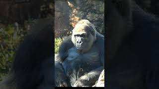 トトとスモモだけ見えませんでした、、 【上野動物園】  ゴリラ🦍