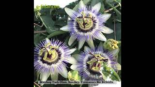 Şifa Kaynağı Passiflora-Çarkıfelek Fidanları Satışta