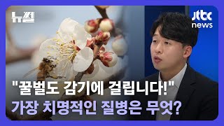 [뉴썰] 대한민국에 단 2명! 꿀벌 수의사 \