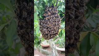 A Natural Honeybee Swarm Gathering on a Tree – Rare Close-Up!