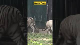 White tiger🐯 rare videos #shorts #shortsfeed #trending #viral #shortsvideo #newshorts #newvideo #10k