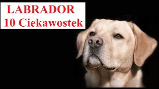 Labrador Retriver - 10 ciekawostek