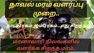 நாவல் மரம் வளர்ப்பு..