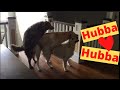 Epic Funny Dogs: Doggie Style, PLUS a 3-Way!!