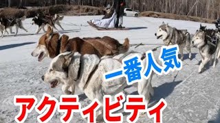 北海道 深川で犬ぞりレース