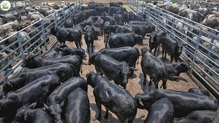 Cattle Farm - How Japan Farmer Creat Most Expensive Beef in The World