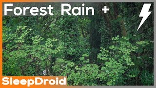 ►10 hours of Forest Rain and Thunder Sounds for Sleeping. Relaxing Rain Sounds: Lluvia para Dormir