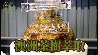 花露農場-澳洲茶樹萃取