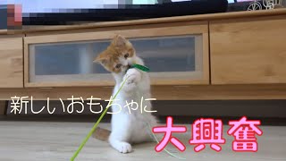 新しいおもちゃに大興奮の子猫