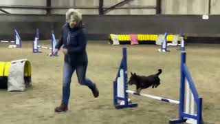 Lancashire Heeler Toby enjoys agility