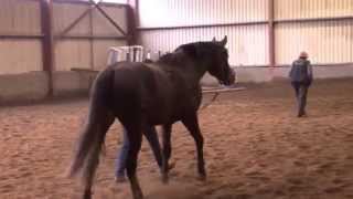 Cruising Irish sport horse stallion.. And his Clones