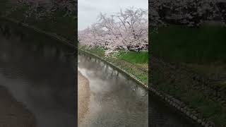 満開サクラ🌸五条川昭和橋2023/3/25(Cherry blossoms in full bloom 🌸 Gojo River Showa Bridge2023/3/25)#さくら