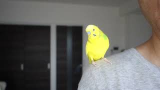 セキセイインコに口笛を聴かせてみたシリーズ「ドレミの歌」　I try to whistle to a budgerigar \