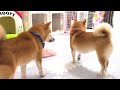 my daughter s shiba inu is in tears because she can t defecate. it s very feminine and cute.