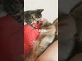 猫猫真的不想起来，赖床啦 小猫 cat shorts