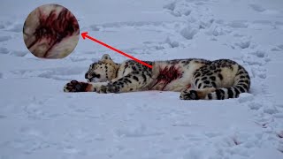 SHOCKING RESCUE! Snow Leopard WOUNDED and BLEEDING—Rescue Team Fights to Save It! 🏔️🐆🚁