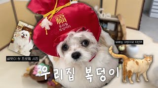 [V-LOG] 0.7살 아기 가나디의 설날🧧 프로필 사진 | 대전 강아지 사진관 | 설사멈춰, ✋강아지 유산균