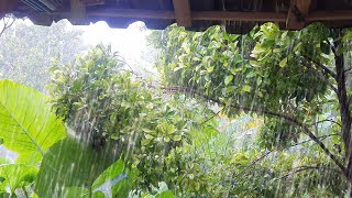 1 Hours Nonstop Heavy Rain on Hut in the Countryside - Rain Sounds to Sleep and Relax