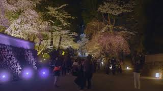 春の三井寺2022（夜桜）　Miidera in spring night 2022