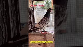 Royal Teddy Pigeons|Expensive Pigeons| Breeder Male 2021 #teddypigeons #pigeons #royalteddy #birds