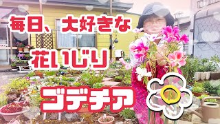 #742【80代のばあちゃん】大好きな、花いじりの毎日🏵️