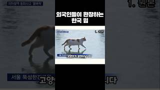 해외로 뻗어나간 꽁꽁 얼어붙은 고양이 밈