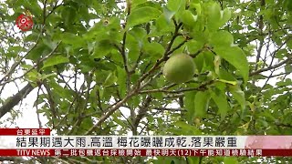 台東梅子連3年欠收 果型小.收成僅2成  2020-03-11 IPCF-TITV 原文會 原視新聞