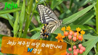 Jeju 제주집 마당 화려한나비🦋영상