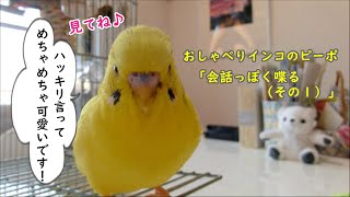 おしゃべりインコのピーポ「会話っぽく喋る　その１」