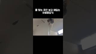 물 맞는 주인 보고 방언 터진 양이고 #shorts #고양이 #야옹이 #대답냥