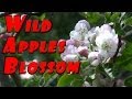 Wild Apple Tree Spring Update Lots Of Blossoms This Year #95 Heirloom Organic Vegetable Garden