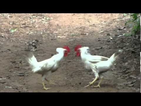 CHICKEN FIGHTS CHICKEN FIGHTS
