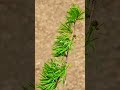 this is larch it s a conifer but is deciduous. tree forest larch conifer nature