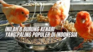 INILAH 8 JENIS BURUNG KENARI YANG PALING POPULER DI INDONESIA