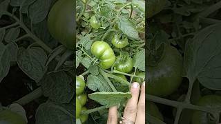 Vegetable plants in our garden❤️ #short #shorts #youtubeshorts #trending #vegetablegardening #food