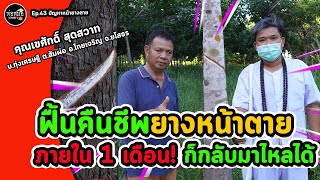 พ่อหมอเกษตร EP.43 ตอน ฟื้นคืนชีพยางหน้าตายภายใน 1 เดือน‼