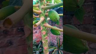 Small papaya tree on my Aviary #ejajaviary #gardening