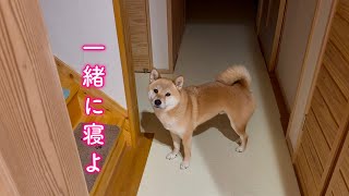 眠いのにママの様子が気になってお風呂場まで確認しにきてくれる彼氏みたいな柴犬が可愛い