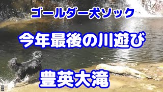 ゴールダー犬ソックの今年最後の川遊び　豊英大滝