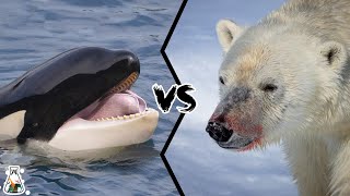 KILLER WHALE VS POLAR BEAR - Who is The Strongest Apex Predator in The Arctic?