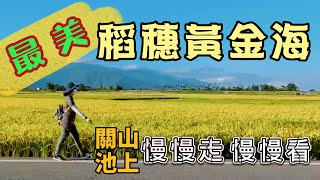 【徒步旅行-關山池上】 是要徒步環島嗎？  地震後的 伯朗大道還好嗎？  秋收美麗黃金稻穗/ 米國學校/ 徒步旅行/ 台東/