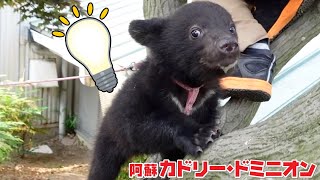 赤ちゃんぐまが初めて木登りできて喜ぶ瞬間が可愛すぎ！