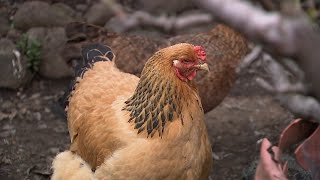 Bay Area backyard chicken businesses see surge amid rising egg prices